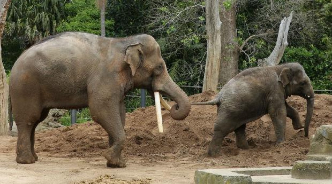 Elephant Bong Su and son Ongard web620x380